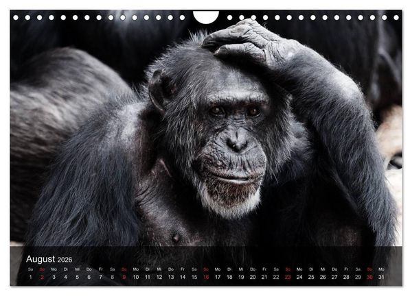 Produktbild: Menschenaffen. Gorillas, Schimpansen, Orang-Utans (Wandkalender 2026 DIN A4 quer), CALVENDO Monatskalender
