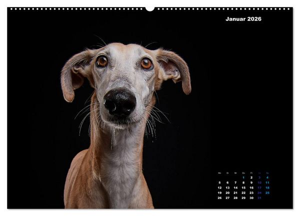 Produktbild: Die Stimme der Windhunde (hochwertiger Premium Wandkalender 2026 DIN A2 quer), Kunstdruck in Hochglanz