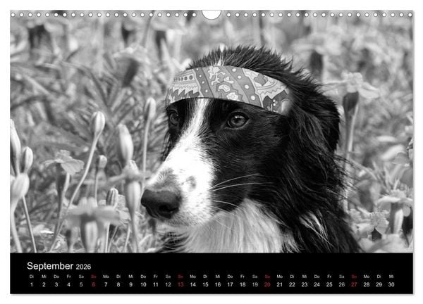 Produktbild: H&uuml;tehunde (Wandkalender 2026 DIN A3 quer), CALVENDO Monatskalender