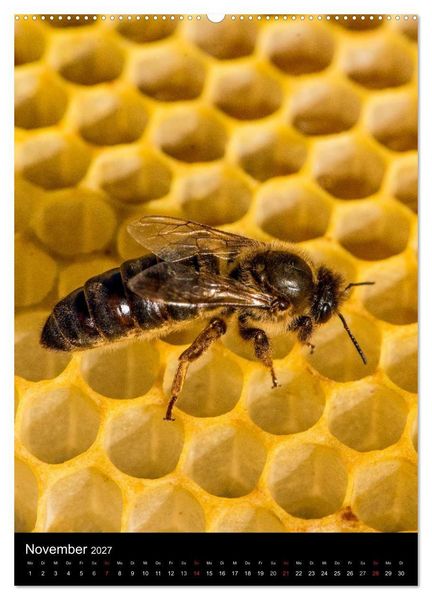 Produktbild: Bienenkalender (Wandkalender 2027 DIN A2 hoch), CALVENDO Monatskalender