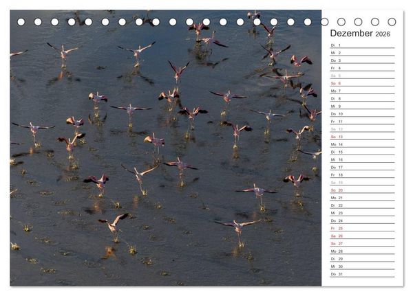 Produktbild: Flamingo Impressionen 2026 (Tischkalender 2026 DIN A5 quer), CALVENDO Monatskalender