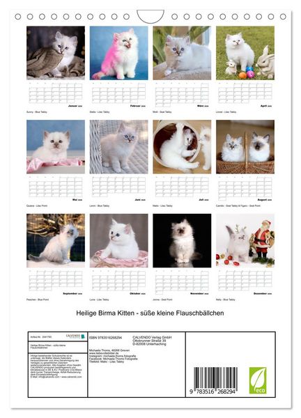 Produktbild: Heilige Birma Kitten - s&uuml;&szlig;e kleine Flauschb&auml;llchen (Wandkalender 2026 DIN A4 hoch), CALVENDO Monatskalender