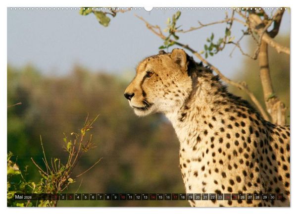 Produktbild: Raubkatzen. Wild, sch&ouml;n und kraftvoll (Wandkalender 2026 DIN A2 quer), CALVENDO Monatskalender