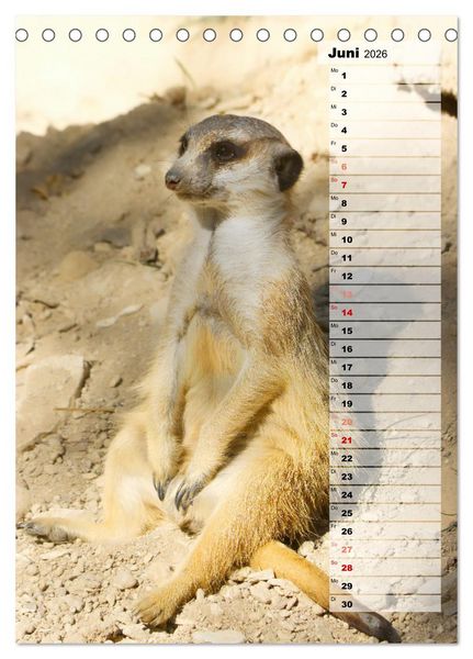 Produktbild: Erdm&auml;nnchen, putzige Kerlchen mit gro&szlig;en Knopfaugen (Tischkalender 2026 DIN A5 hoch), CALVENDO Monatskalender