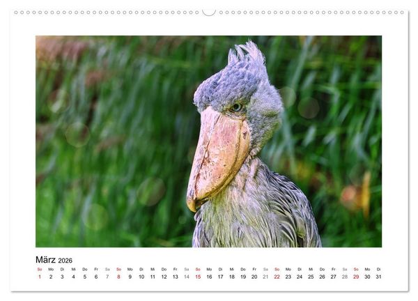 Produktbild: Zauberhaft und farbenfroh (hochwertiger Premium Wandkalender 2026 DIN A2 quer), Kunstdruck in Hochglanz