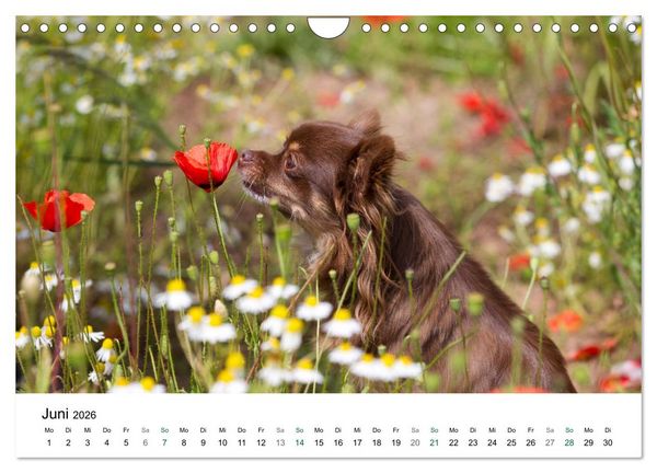 Produktbild: Chihuahuas - kleine Herzensbrecher (Wandkalender 2026 DIN A4 quer), CALVENDO Monatskalender