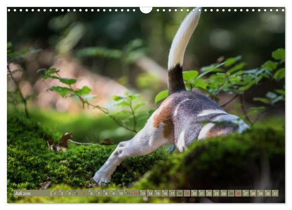 Produktbild: Beaglebabys auf Entdeckungstour (Wandkalender 2026 DIN A3 quer), CALVENDO Monatskalender