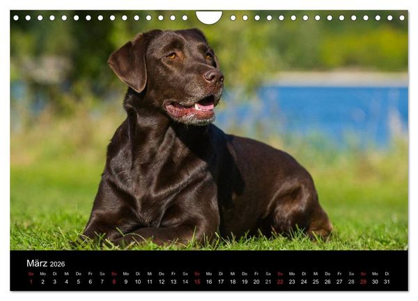 Produktbild: Labrador Retriever 2026 (Wandkalender 2026 DIN A4 quer), CALVENDO Monatskalender
