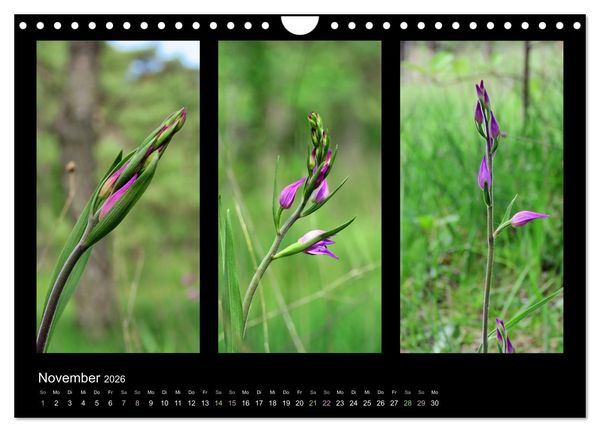 Produktbild: Heimische Orchideen im Dreierpack (Wandkalender 2026 DIN A4 quer), CALVENDO Monatskalender
