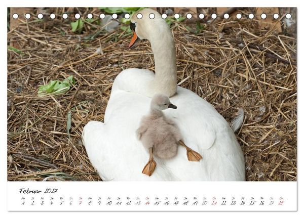 Produktbild: Vom K&uuml;ken zum Schwan (Tischkalender 2027 DIN A5 quer), CALVENDO Monatskalender