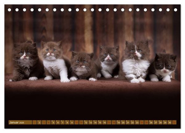 Produktbild: Katzenkinder - Britisch Kurzhaar (Tischkalender 2026 DIN A5 quer), CALVENDO Monatskalender