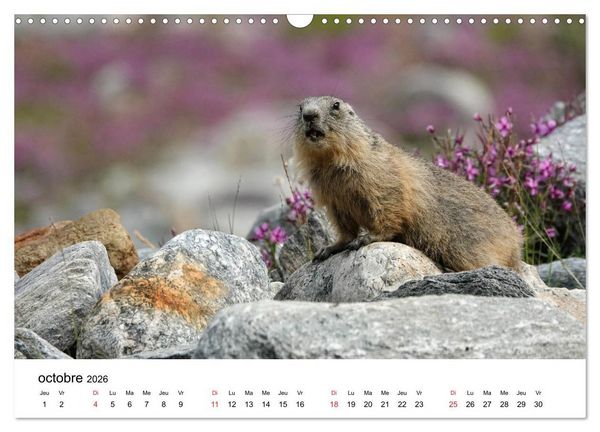 Produktbild: Le monde des marmottes en Haute Maurienne (Calendrier mural 2026 DIN A3 vertical), CALVENDO calendrier mensuel