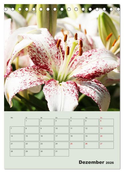 Produktbild: Lilien im Garten (Tischkalender 2026 DIN A5 hoch), CALVENDO Monatskalender