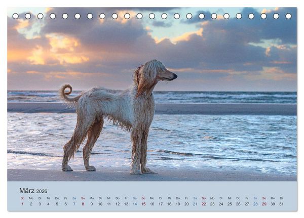 Produktbild: AFGHANISCHE WINDHUNDE 2026 (Tischkalender 2026 DIN A5 quer), CALVENDO Monatskalender
