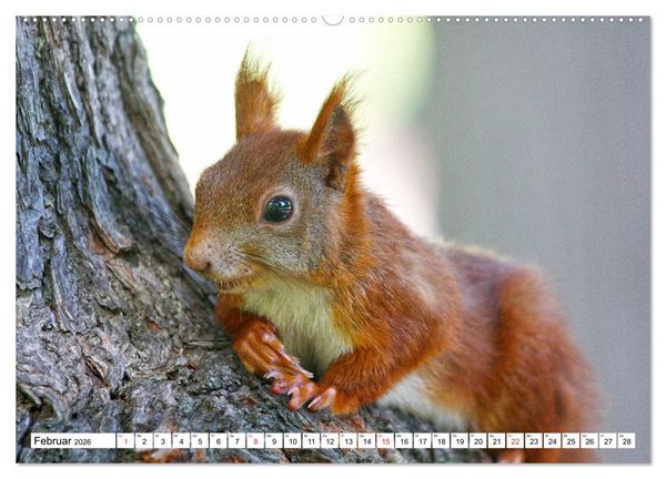 Produktbild: Eichh&ouml;rnchen in freier Natur (hochwertiger Premium Wandkalender 2026 DIN A2 quer), Kunstdruck in Hochglanz
