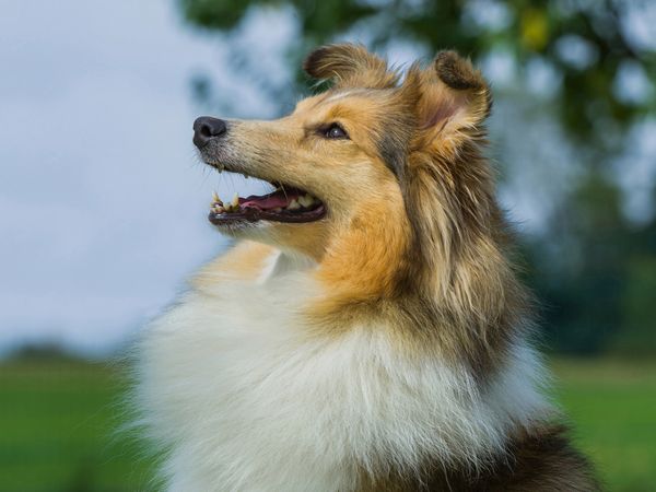 Produktbild: CALVENDO Puzzle Sheltie - Ein h&uuml;bsches M&auml;dchen 1000 Teile Lege-Gr&ouml;&szlig;e 64 x 48 cm Foto-Puzzle Bild von Sigrid Starick