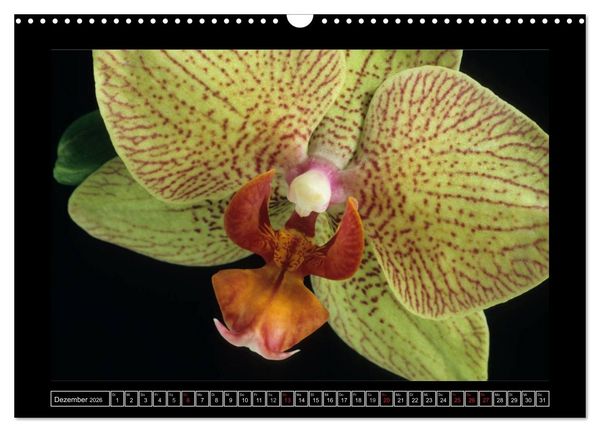 Produktbild: Orchideen 2026 (Wandkalender 2026 DIN A3 quer), CALVENDO Monatskalender