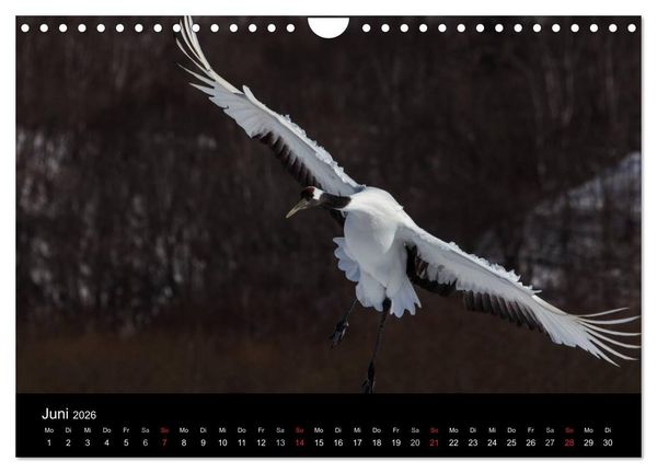 Produktbild: Mandschurenkraniche (Wandkalender 2026 DIN A4 quer), CALVENDO Monatskalender