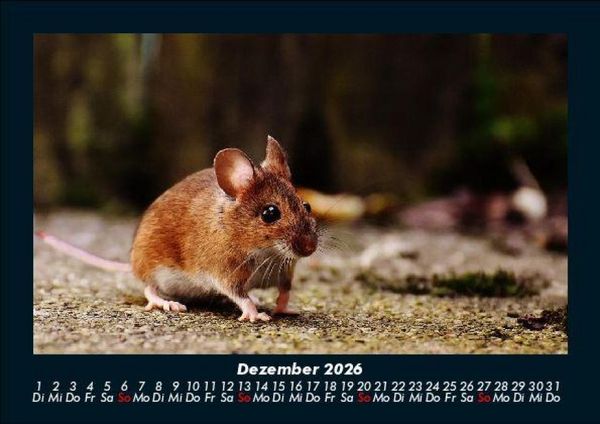 Produktbild: Der Tierkalender 2026 Fotokalender DIN A5