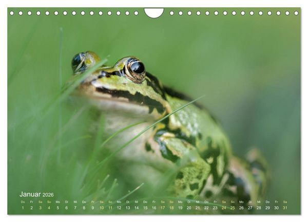 Produktbild: Fr&ouml;sche zum Verlieben (Wandkalender 2026 DIN A4 quer), CALVENDO Monatskalender