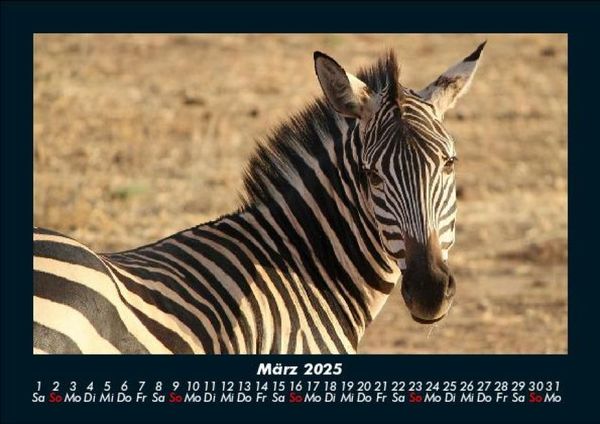 Produktbild: Zebrazauber 2025 Fotokalender DIN A5