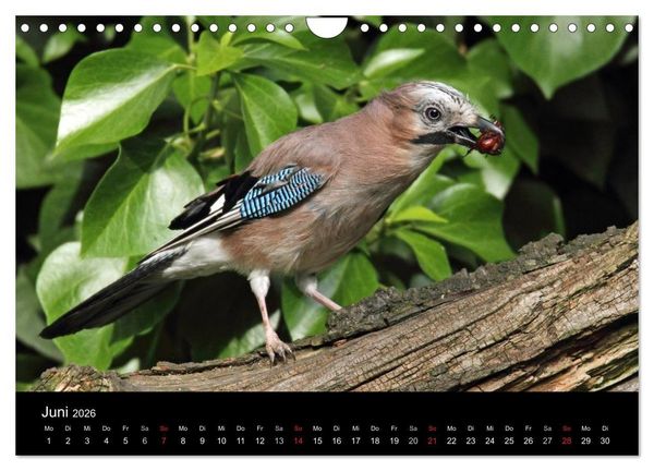 Produktbild: Eichelh&auml;her der Waldpolizist (Wandkalender 2026 DIN A4 quer), CALVENDO Monatskalender