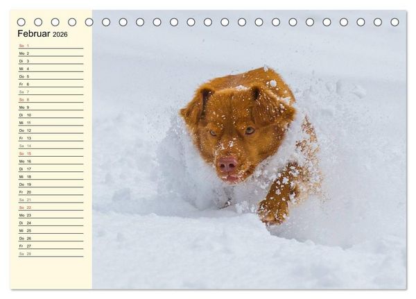 Produktbild: Toll, toll, Toller (Tischkalender 2026 DIN A5 quer), CALVENDO Monatskalender