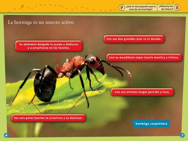 Produktbild: National Geographic Readers: Las Hormigas (L1)