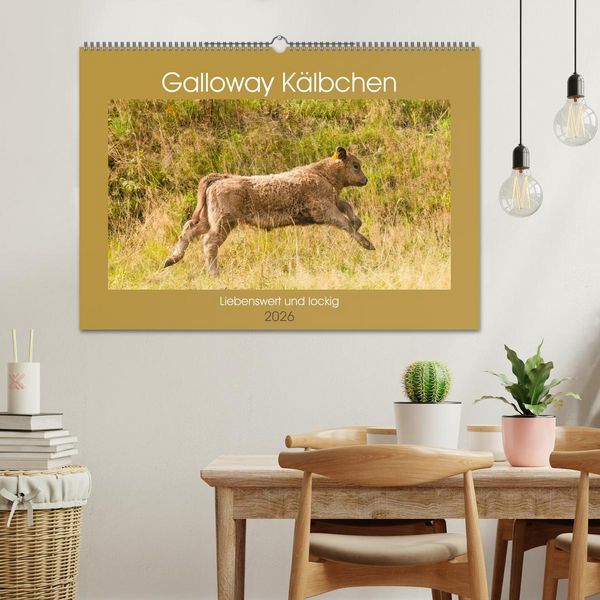 Produktbild: Galloway K&auml;lbchen - Liebenswert und lockig (Wandkalender 2026 DIN A2 quer), CALVENDO Monatskalender