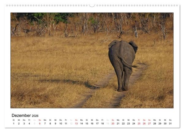 Produktbild: Afrikanische Elefanten (hochwertiger Premium Wandkalender 2026 DIN A2 quer), Kunstdruck in Hochglanz
