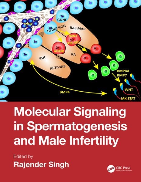 Produktbild: Molecular Signaling in Spermatogenesis and Male Infertility