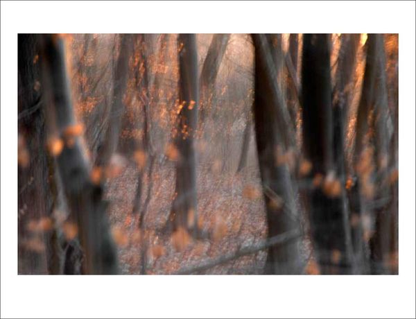 Produktbild: Das Waldbuch