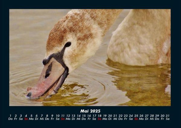 Produktbild: Welt der V&ouml;gel 2025 Fotokalender DIN A4