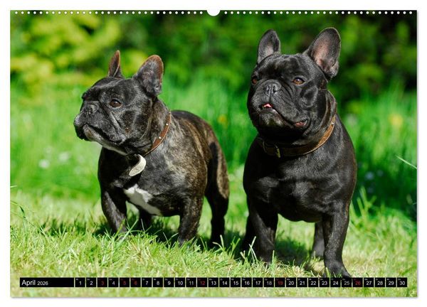 Produktbild: Franz&ouml;sische Bulldogge - Clown auf 4 Pfoten (Wandkalender 2026 DIN A2 quer), CALVENDO Monatskalender