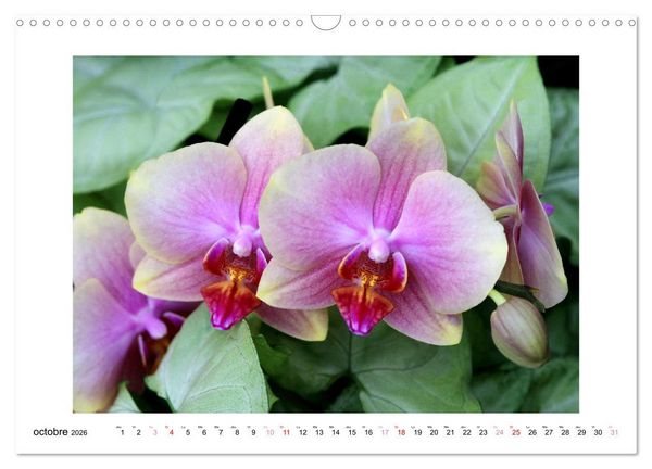 Produktbild: L'orchid&eacute;e Phalaenopsis (Calendrier mural 2026 DIN A3 vertical), CALVENDO calendrier mensuel