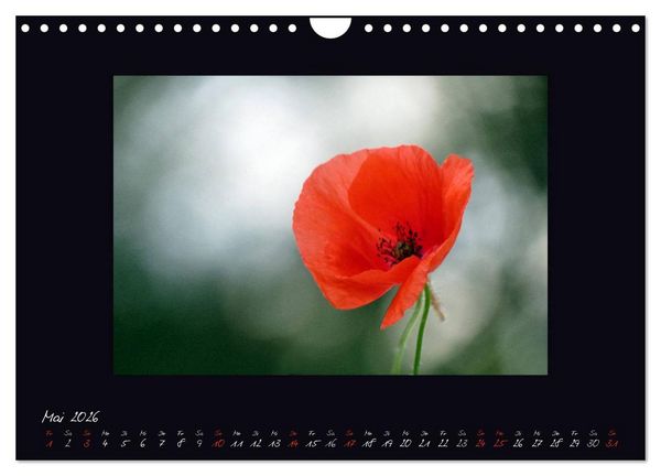 Produktbild: MOHNographie (Wandkalender 2026 DIN A4 quer), CALVENDO Monatskalender