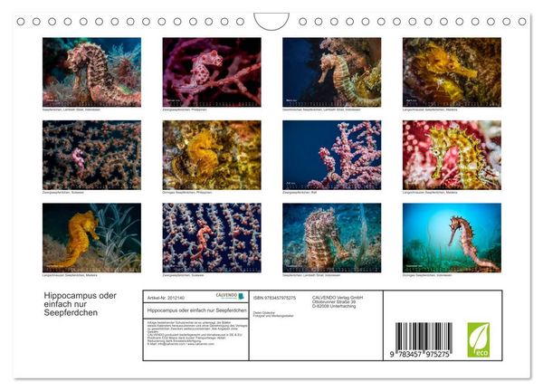 Produktbild: Hippocampus oder einfach nur Seepferdchen (Wandkalender 2026 DIN A4 quer), CALVENDO Monatskalender
