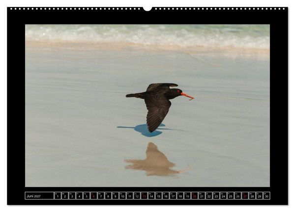 Produktbild: V&ouml;gel von "Down Under" Australien (Wandkalender 2027 DIN A2 quer), CALVENDO Monatskalender