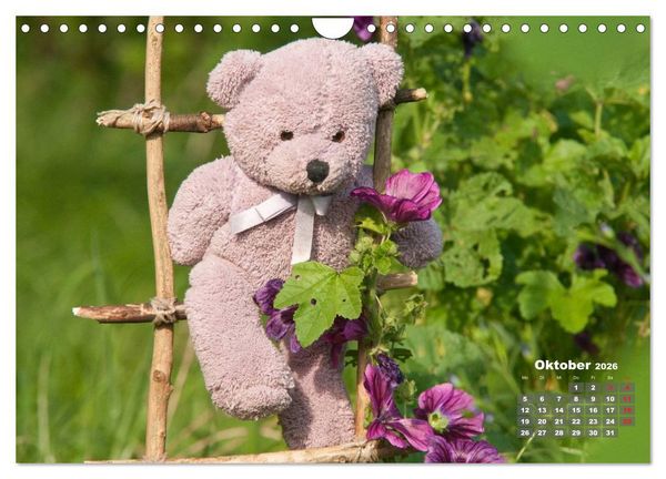 Produktbild: Geliebte B&auml;ren - Teddys (Wandkalender 2026 DIN A4 quer), CALVENDO Monatskalender