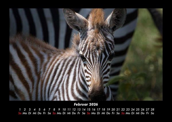 Produktbild: Welt der Tiere 2026 Fotokalender DIN A3