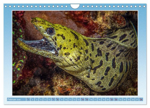 Produktbild: fisch portrait (Wandkalender 2026 DIN A4 quer), CALVENDO Monatskalender