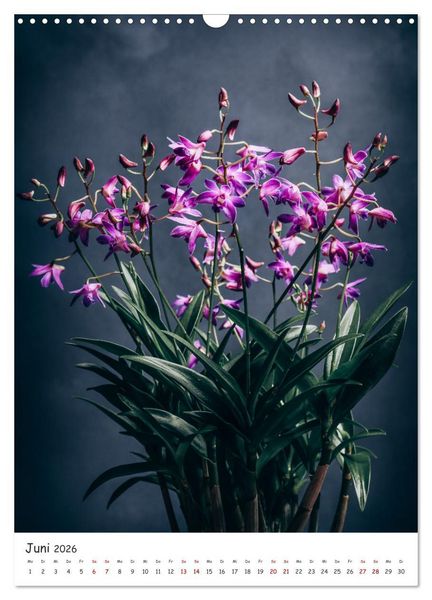 Produktbild: Orchideen Zauber (Wandkalender 2026 DIN A3 hoch), CALVENDO Monatskalender