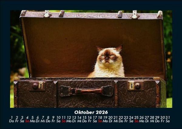 Produktbild: F&uuml;r Katzenfreunde 2026 Fotokalender DIN A5