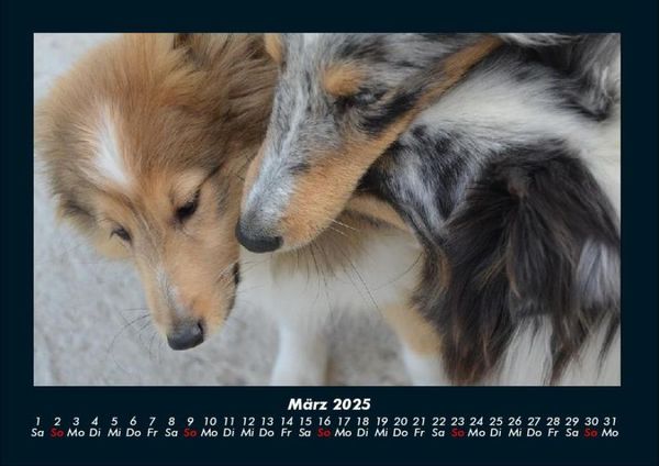 Produktbild: Hunde 2025 Fotokalender DIN A4