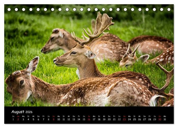 Produktbild: Rehe und Hirsche in freier Natur (Tischkalender 2026 DIN A5 quer), CALVENDO Monatskalender