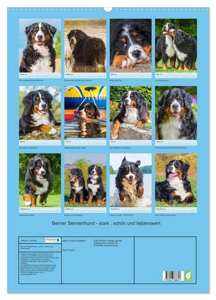 Produktbild: Berner Sennenhund - stark , sch&ouml;n und liebenswert (Wandkalender 2026 DIN A2 hoch), CALVENDO Monatskalender