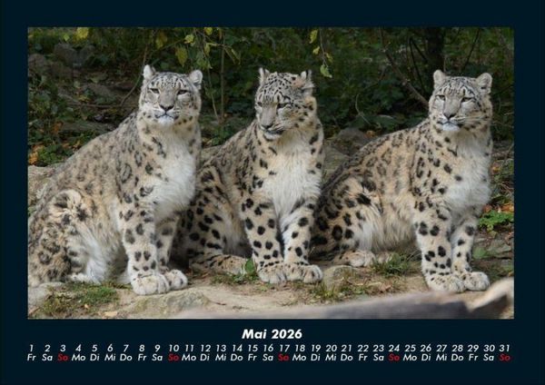 Produktbild: Welt der Tiere 2026 Fotokalender DIN A4