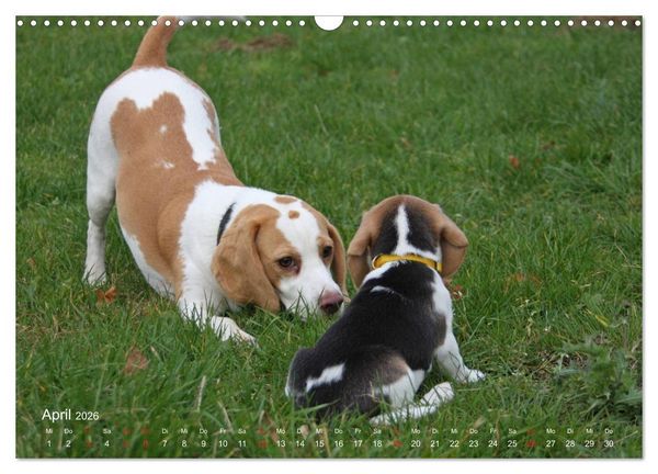Produktbild: Beagle (Wandkalender 2026 DIN A3 quer), CALVENDO Monatskalender
