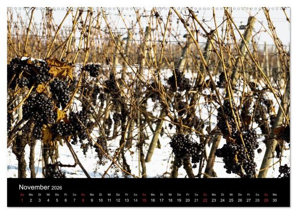 Produktbild: Das Jahr im Weinberg (hochwertiger Premium Wandkalender 2026 DIN A2 quer), Kunstdruck in Hochglanz