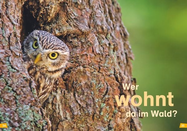 Produktbild: WAS IST WAS Erstes Lesen Band 6. Wald